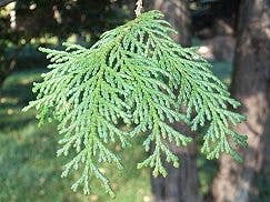 Bombe de bain Hinoki Cypress